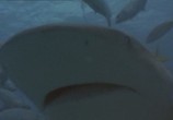 Фильм Кровавый серфинг / Krocodylus (2000) - cцена 1