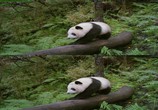 ТВ Панды: Путешествие домой / Pandas: The Journey Home (2014) - cцена 1