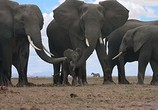 ТВ BBC: Шпионы в дикой природе / Spy in the Wild (2017) - cцена 1