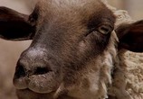 Фильм Дрожь земли / Tremors (1990) - cцена 5