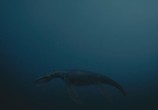 ТВ Морские динозавры 3D: Путешествие в доисторический мир / Sea Rex 3D: Journey to a Prehistoric World (2010) - cцена 2