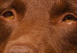Фильм Рыжий пес / Red Dog (2011) - cцена 2