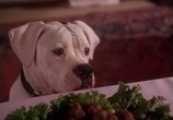 Фильм Дорога домой - Невероятное путешествие / Homeward Bound - The Incredible Journey (1993) - cцена 2