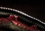 ТВ Микромонстры 3D с Дэвидом Аттенборо / Micro Monsters 3D (2013) - cцена 2