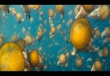 Фильм Океаны / Oceans (2009) - cцена 1