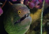 Сцена из фильма Необычная природа экватора / Equator's Wild Secrets (2019) Необычная природа экватора сцена 22