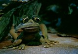Мультфильм Шалтай - Болтай. Сборник мультфильмов (1975-1984) (1975) - cцена 5