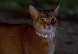 Фильм Кот из космоса / The Cat from Outer Space (1978) - cцена 2