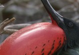Сцена из фильма Необычная природа экватора / Equator's Wild Secrets (2019) Необычная природа экватора сцена 4