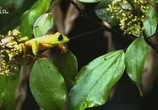 Сцена из фильма Необычная природа экватора / Equator's Wild Secrets (2019) Необычная природа экватора сцена 26