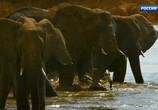 ТВ Серенгети / Serengeti (2019) - cцена 5