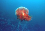 ТВ Тайны подводного мира 3D / Deep Sea 3D (2006) - cцена 2