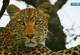 ТВ Серенгети / Serengeti (2019) - cцена 6