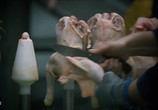 ТВ Исцеление планеты: Важно, что ты ешь / H.O.P.E. What You Eat Matters (2018) - cцена 8