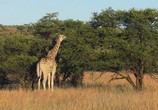 ТВ ЮАР. Дикая саванна / South Africa - Wild savannah (2018) - cцена 2