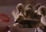 Фильм Летите домой / Fly Away Home (1996) - cцена 1