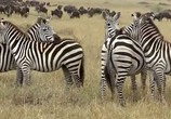 ТВ Удивительная Африка / Amazing Africa (2013) - cцена 1