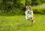 Фильм Лэсси. Возвращение домой / Lassie - Eine abenteuerliche Reise (2020) - cцена 3