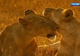 ТВ Серенгети / Serengeti (2019) - cцена 9