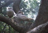 Фильм Чайка по имени Джонатан Ливингстон / Jonathan Livingston Seagull (1973) - cцена 4