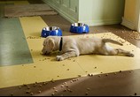 Фильм Марли и я / Marley & Me (2009) - cцена 3