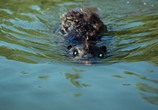 Сцена из фильма Бобры-зомби / Zombeavers (2014) Бобры-зомби сцена 10