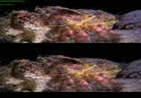 Сцена из фильма Чудеса моря в 3D / Wonders of the Sea 3D (2017) Чудеса моря в 3D сцена 20