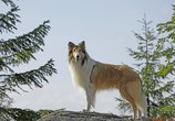 Фильм Лэсси. Возвращение домой / Lassie - Eine abenteuerliche Reise (2020) - cцена 1