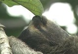 ТВ NHK. Мир живой природы VI / NHK. Nature Wonder Land VI (2012) - cцена 2