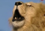 ТВ Тигриный остров / Tiger Island (2007) - cцена 3