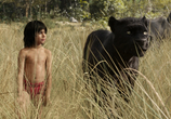 Фильм Книга джунглей / The Jungle Book (2016) - cцена 1