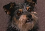 Фильм Пес-купидон / Gabe the Cupid Dog (2012) - cцена 4